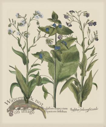 Besler 242 Colored  B2